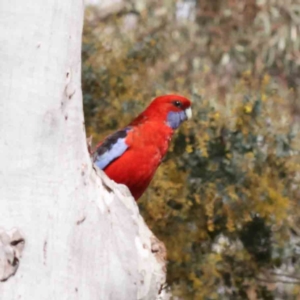 Platycercus elegans at Acton, ACT - 31 Aug 2023