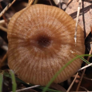 zz agaric (stem; gills white/cream) at O'Connor, ACT - 31 Aug 2023 01:13 PM