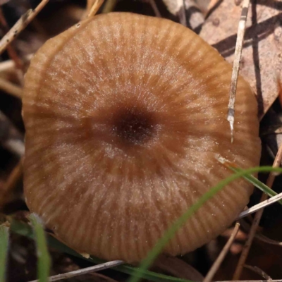 zz agaric (stem; gills white/cream) at Caladenia Forest, O'Connor - 31 Aug 2023 by ConBoekel