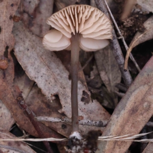 zz agaric (stem; gills white/cream) at O'Connor, ACT - 31 Aug 2023