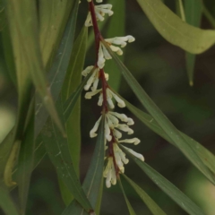 Hakea eriantha (Tree Hakea) at Canberra Central, ACT - 31 Aug 2023 by ConBoekel