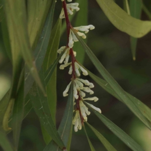 Hakea eriantha at Canberra Central, ACT - 31 Aug 2023