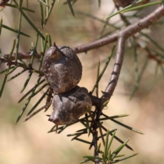 Hakea decurrens subsp. decurrens (Bushy Needlewood) at Canberra Central, ACT - 31 Aug 2023 by ConBoekel