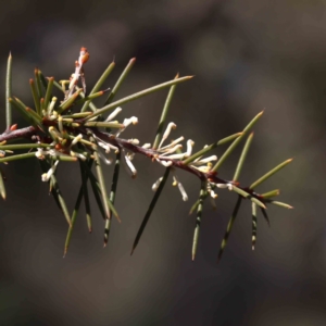 Hakea decurrens subsp. decurrens at Canberra Central, ACT - 31 Aug 2023 01:37 PM