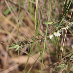 Melichrus urceolatus (Urn Heath) at Acton, ACT - 31 Aug 2023 by ConBoekel