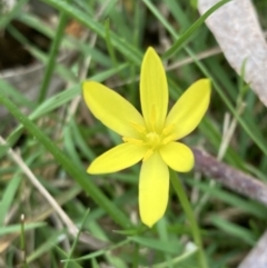 Pauridia vaginata (Yellow Star) at Woomargama National Park - 28 Aug 2023 by AnneG1