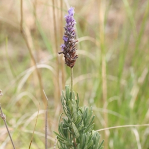 Lavandula sp. at Acton, ACT - 31 Aug 2023 12:07 PM