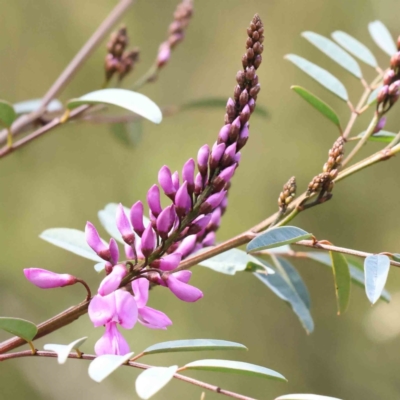 Indigofera australis subsp. australis (Australian Indigo) at Caladenia Forest, O'Connor - 31 Aug 2023 by ConBoekel