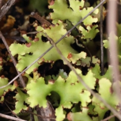 Unidentified Lichen, Moss or other Bryophyte at Acton, ACT - 31 Aug 2023 by ConBoekel