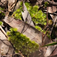 Unverified Moss, Liverwort or Hornwort at Acton, ACT - 31 Aug 2023 by ConBoekel