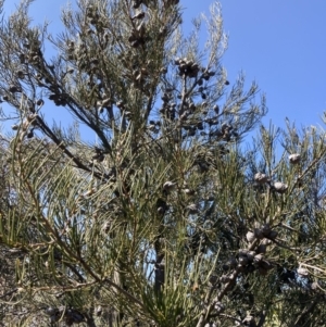 Hakea lissosperma at Mount Buffalo, VIC - 2 Sep 2023 11:53 AM