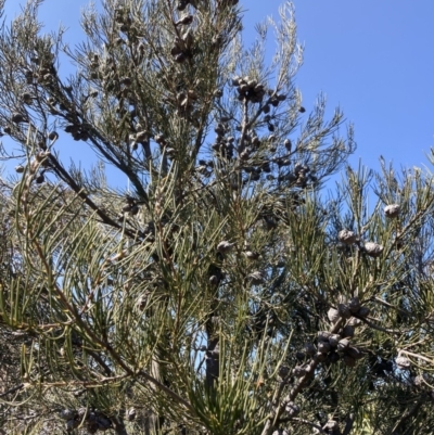 Hakea lissosperma (Needle Bush) at Alpine Shire - 2 Sep 2023 by AnneG1