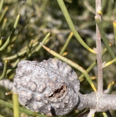 Hakea lissosperma at Mount Buffalo, VIC - 2 Sep 2023