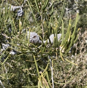 Hakea lissosperma at Mount Buffalo, VIC - 2 Sep 2023 11:53 AM