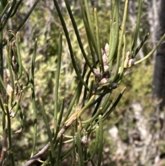 Hakea lissosperma at Mount Buffalo, VIC - 2 Sep 2023