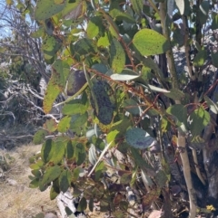 Eucalyptus pauciflora subsp. debeuzevillei at Alpine Shire - 2 Sep 2023 by AnneG1