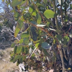 Eucalyptus pauciflora subsp. debeuzevillei at Mount Buffalo, VIC - 2 Sep 2023 by AnneG1
