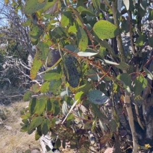 Eucalyptus pauciflora subsp. debeuzevillei at suppressed by AnneG1