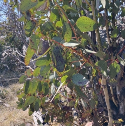 Eucalyptus pauciflora subsp. debeuzevillei at Alpine Shire - 2 Sep 2023 by AnneG1