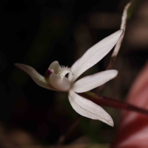 Caladenia fuscata at Acton, ACT - 31 Aug 2023