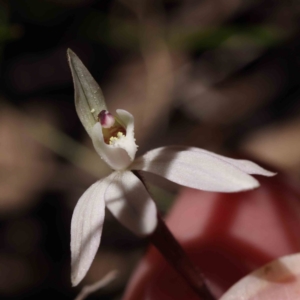 Caladenia fuscata at Acton, ACT - 31 Aug 2023