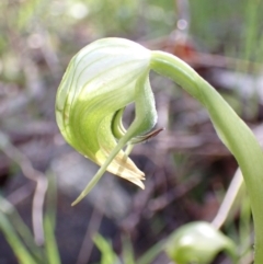 Pterostylis nutans (Nodding Greenhood) at Chiltern-Mt Pilot National Park - 29 Aug 2023 by AnneG1