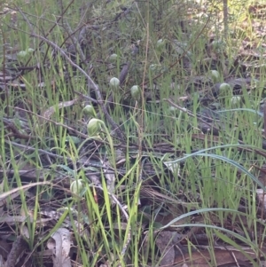 Pterostylis nutans at Chiltern, VIC - 29 Aug 2023