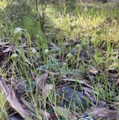 Pterostylis nutans at Chiltern, VIC - suppressed