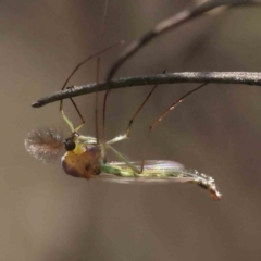 Chironomidae (family) (Non-biting Midge) at Caladenia Forest, O'Connor - 31 Aug 2023 by ConBoekel