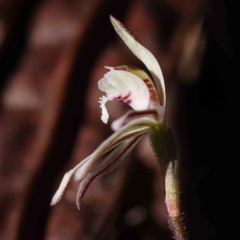 Caladenia fuscata (Dusky Fingers) at Acton, ACT - 31 Aug 2023 by ConBoekel