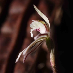 Caladenia fuscata at Acton, ACT - 31 Aug 2023