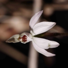 Caladenia fuscata at Acton, ACT - suppressed