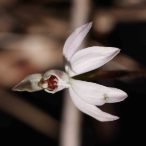 Caladenia fuscata at Acton, ACT - 31 Aug 2023