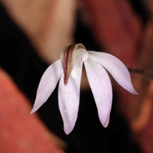 Caladenia fuscata at Acton, ACT - 31 Aug 2023