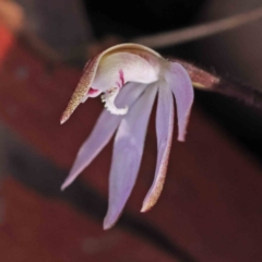 Caladenia fuscata at Acton, ACT - 31 Aug 2023