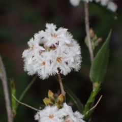 Leucopogon virgatus (Common Beard-heath) at Chiltern, VIC - 29 Aug 2023 by AnneG1