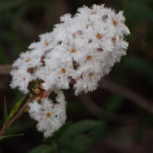 Leucopogon virgatus at Chiltern, VIC - 29 Aug 2023