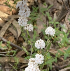 Leucopogon virgatus at Chiltern, VIC - 29 Aug 2023