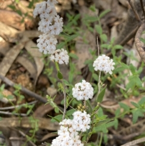 Leucopogon virgatus at Chiltern, VIC - 29 Aug 2023