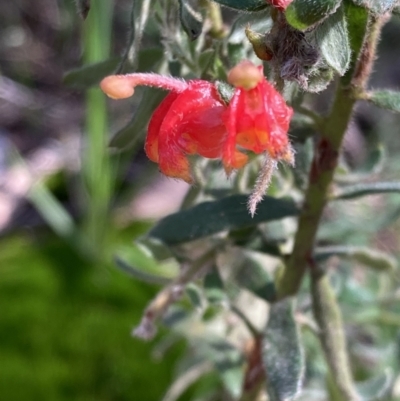 Grevillea alpina (Mountain Grevillea / Cat's Claws Grevillea) at Chiltern-Mt Pilot National Park - 29 Aug 2023 by AnneG1