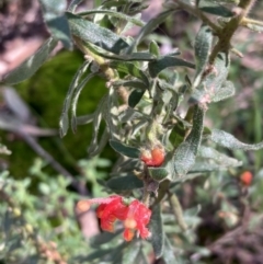 Grevillea alpina at Chiltern, VIC - 29 Aug 2023 10:09 AM