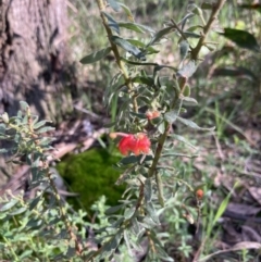 Grevillea alpina at Chiltern, VIC - 29 Aug 2023