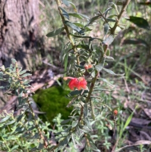 Grevillea alpina at Chiltern, VIC - 29 Aug 2023 10:09 AM