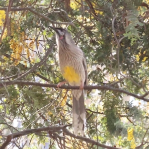 Anthochaera carunculata at Acton, ACT - 31 Aug 2023