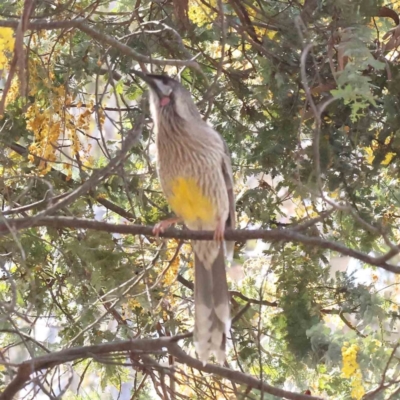 Anthochaera carunculata (Red Wattlebird) at Caladenia Forest, O'Connor - 31 Aug 2023 by ConBoekel