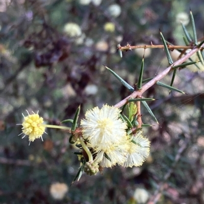 Acacia ulicifolia (Prickly Moses) at Chiltern-Mt Pilot National Park - 29 Aug 2023 by AnneG1