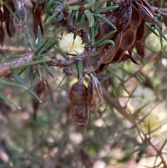 Acacia ulicifolia at Chiltern, VIC - 29 Aug 2023 10:10 AM