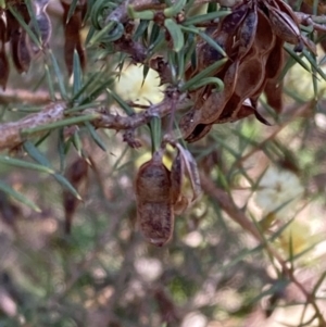 Acacia ulicifolia at Chiltern, VIC - 29 Aug 2023