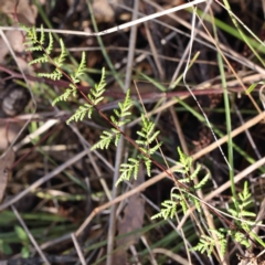 Cheilanthes sieberi subsp. sieberi (Narrow Rock Fern) at Acton, ACT - 31 Aug 2023 by ConBoekel