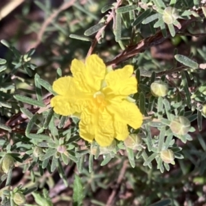 Hibbertia riparia at Chiltern, VIC - 29 Aug 2023